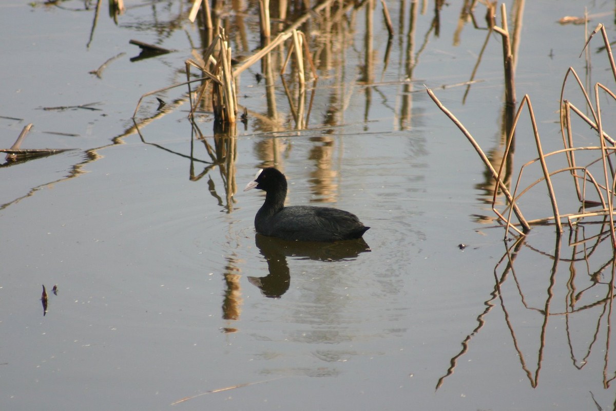 Eurasian Coot - ML646746534