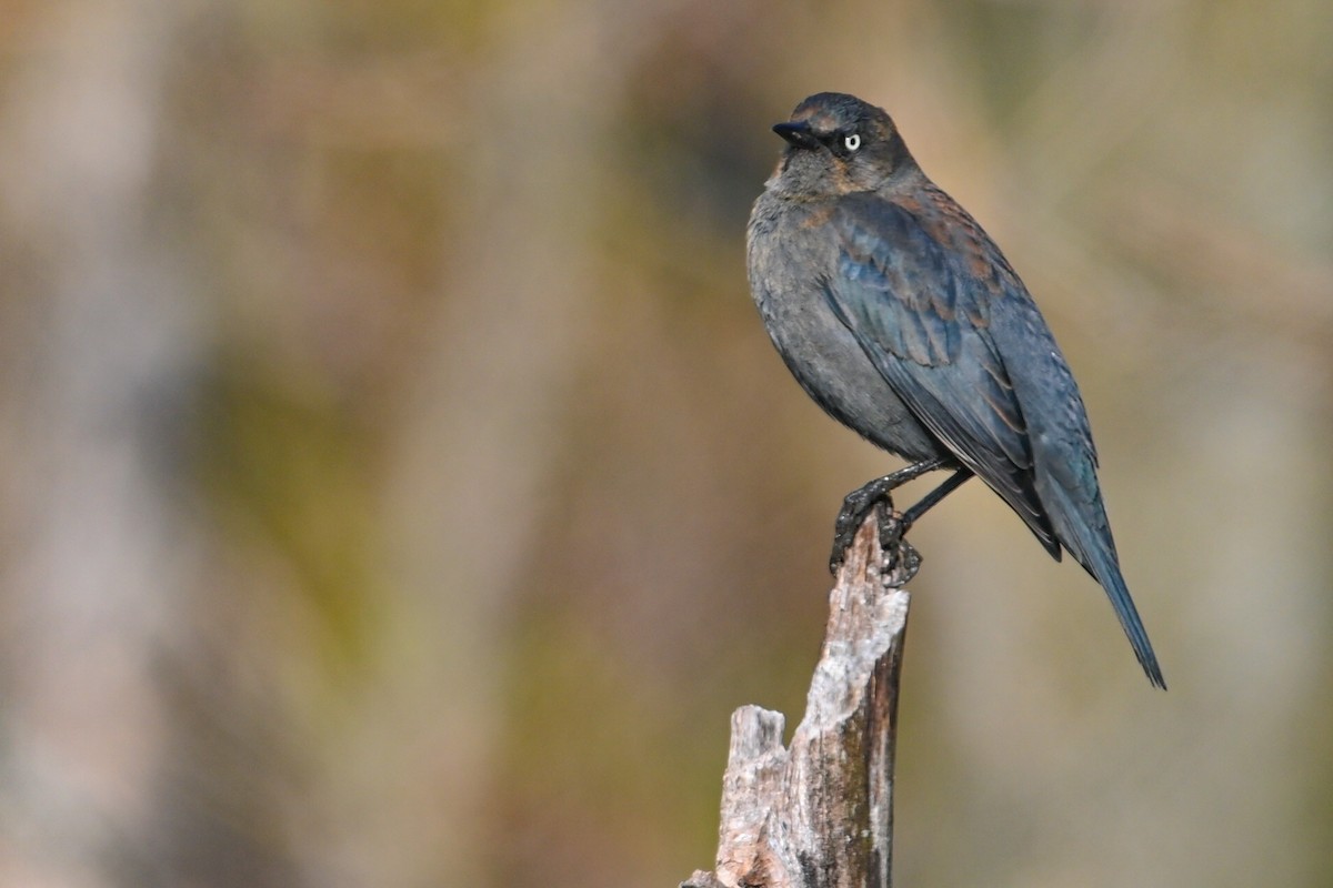 Ржавчатый трупиал - ML646746535