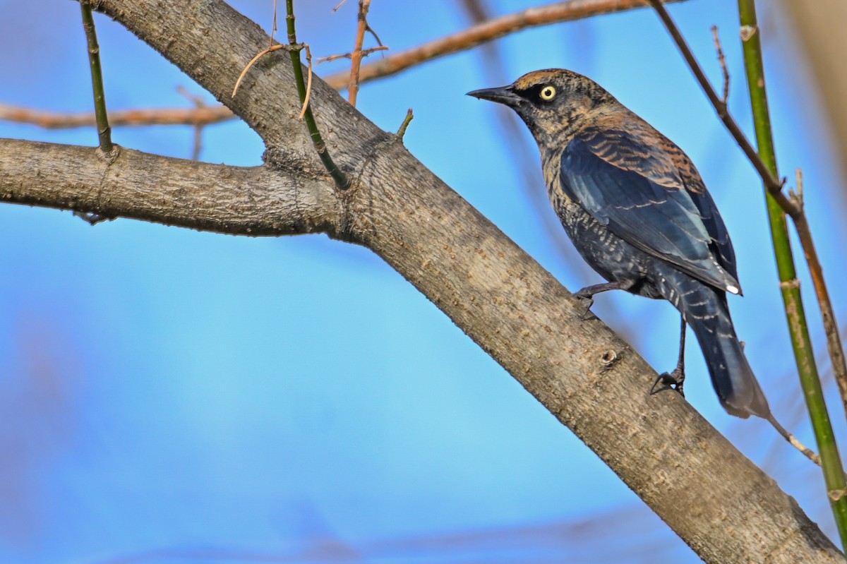 Ржавчатый трупиал - ML646746536