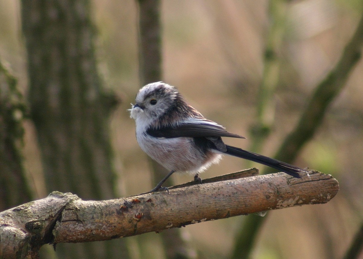 Long-tailed Tit - ML646746537