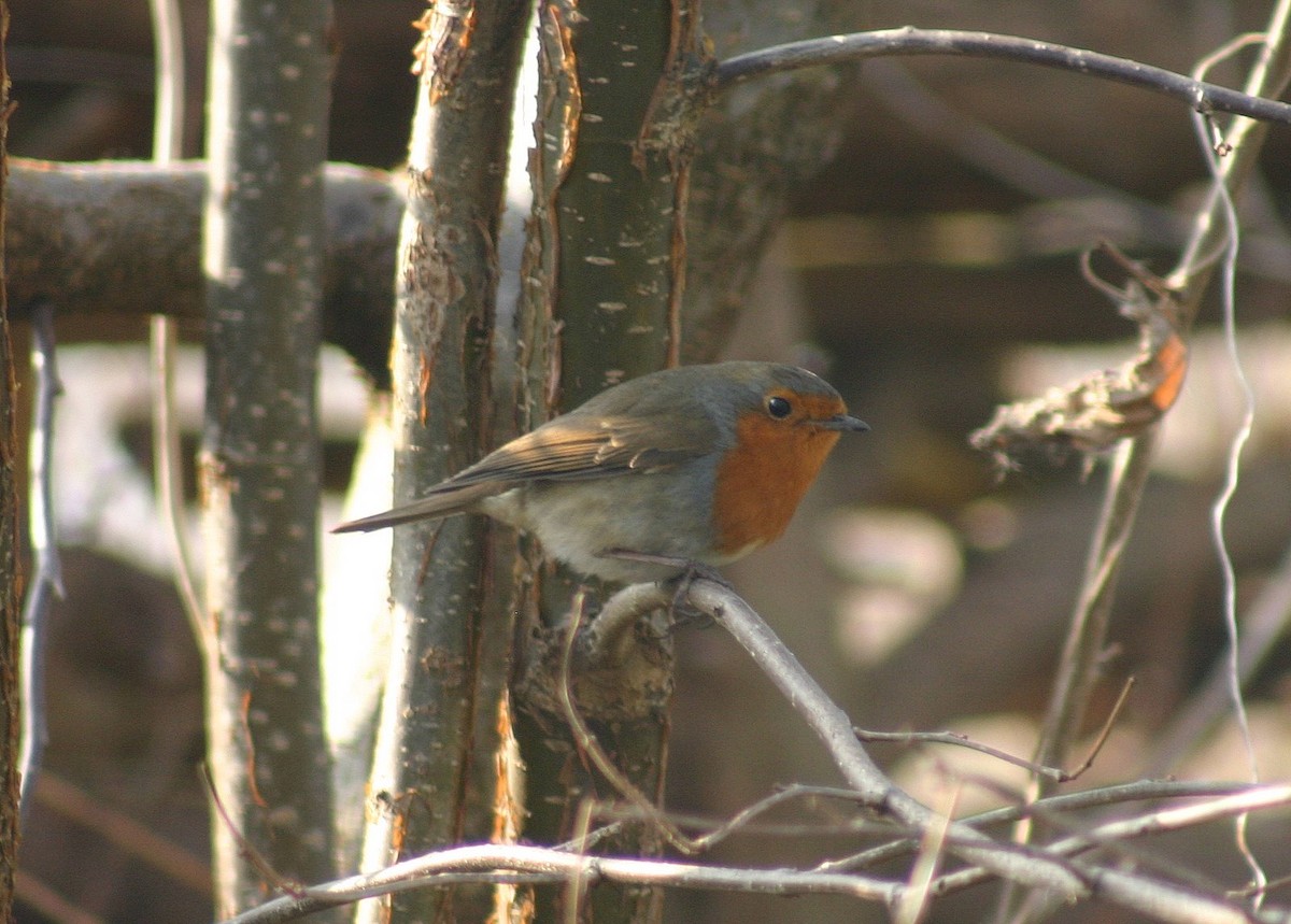 European Robin - ML646746540