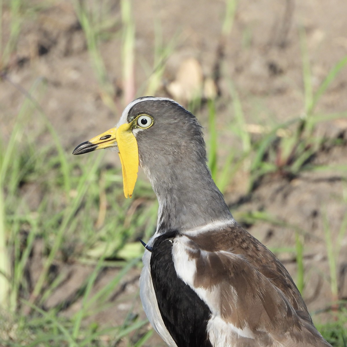 White-crowned Lapwing - ML646746541