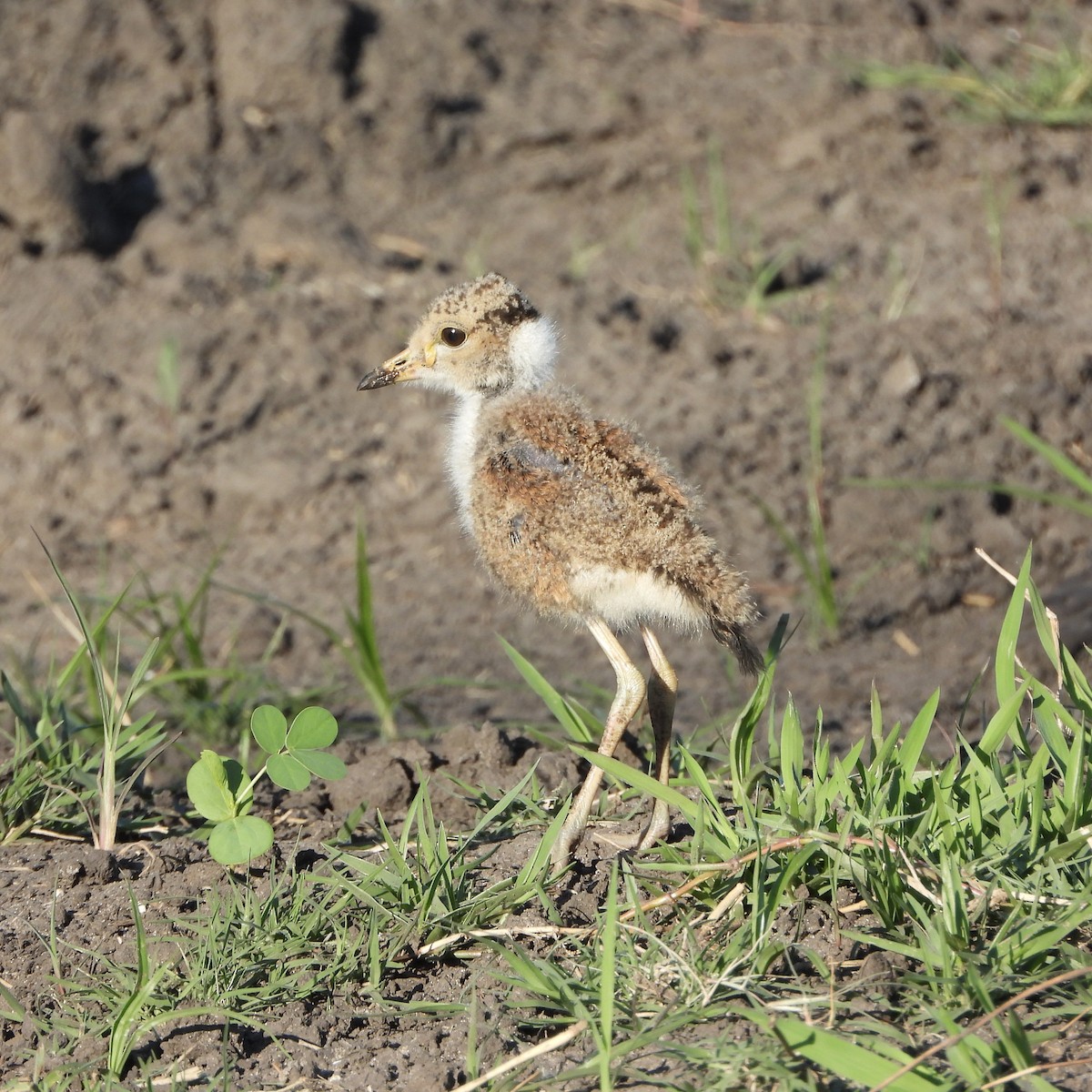 White-crowned Lapwing - ML646746542