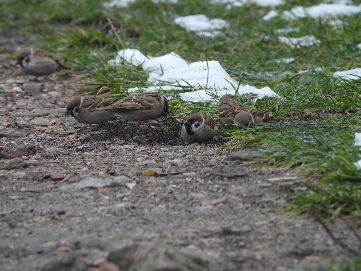 Passera mattugia - ML646746543