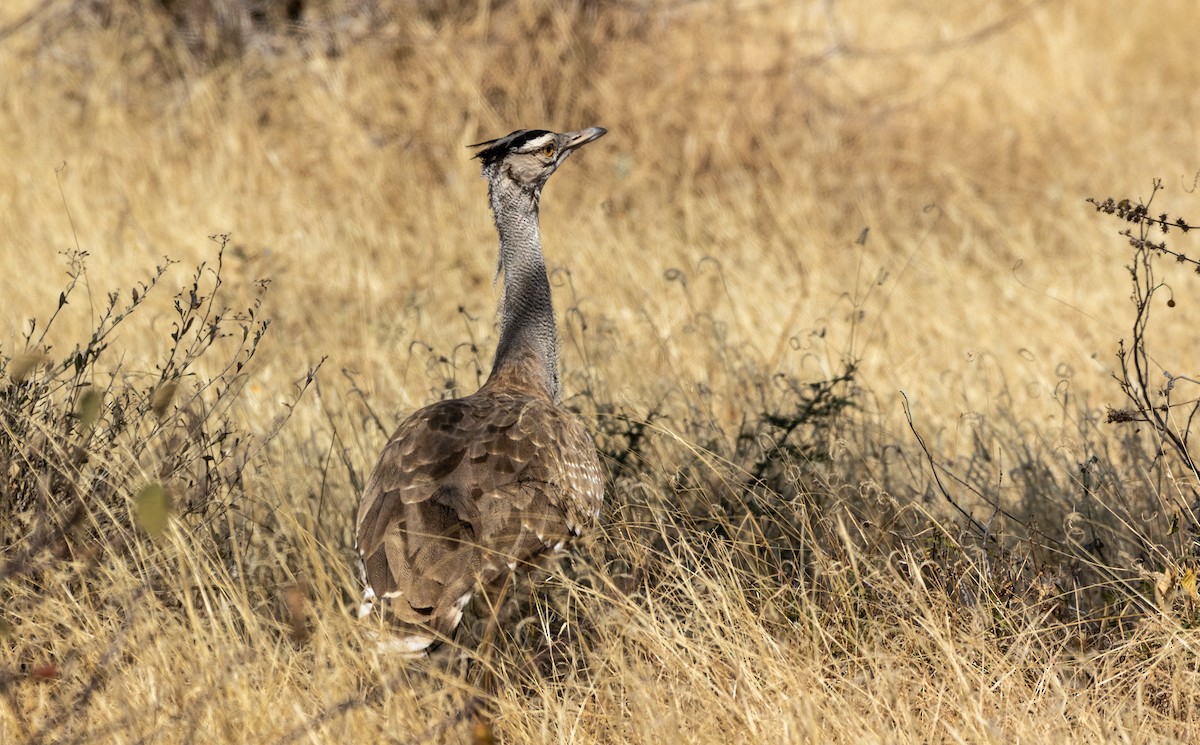 Arabian Bustard - ML646746546