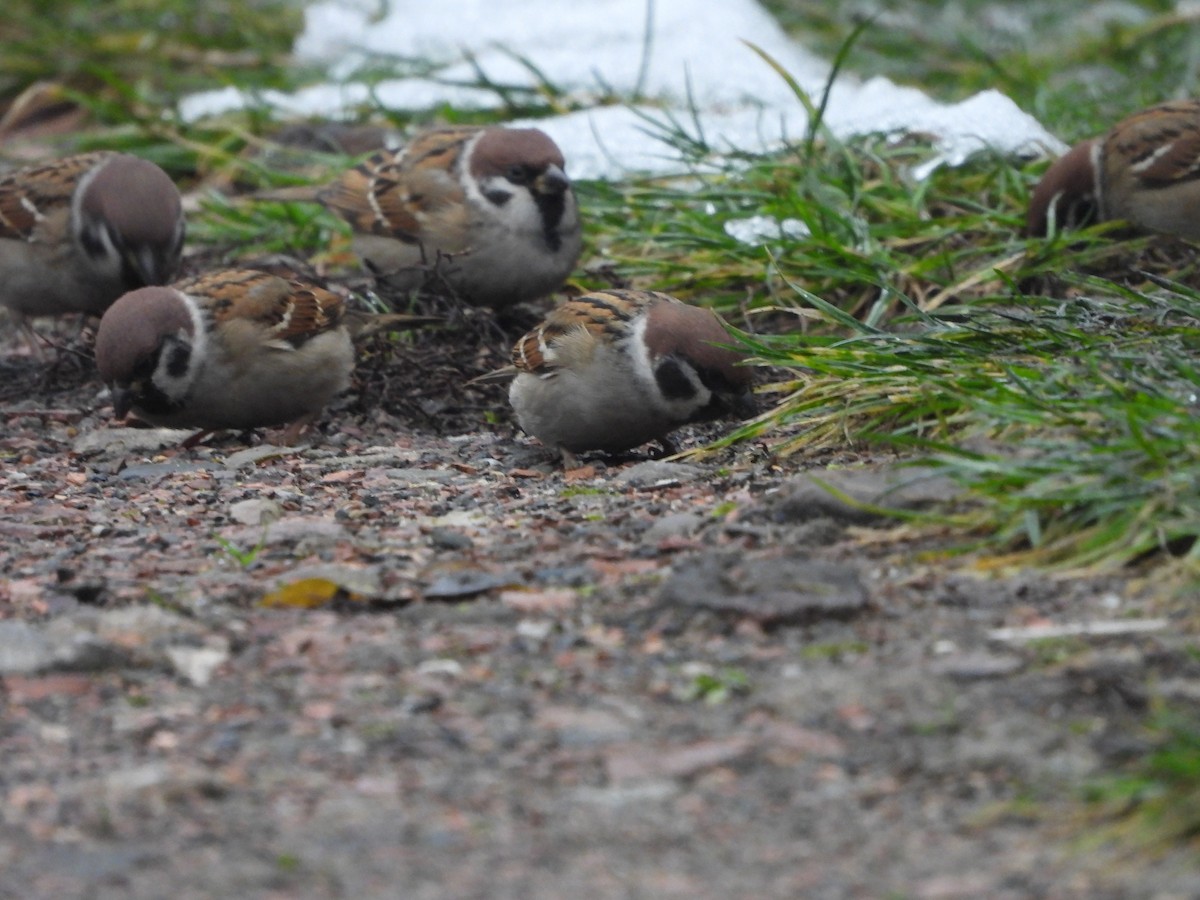 Passera mattugia - ML646746547