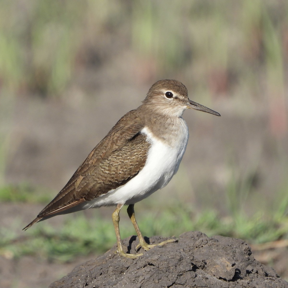 Common Sandpiper - ML646746554