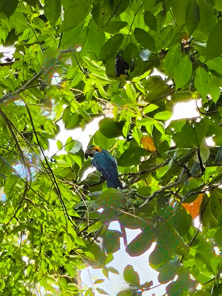Blue-and-yellow Macaw - ML646746557