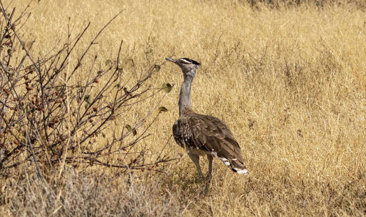 Arabian Bustard - ML646746559