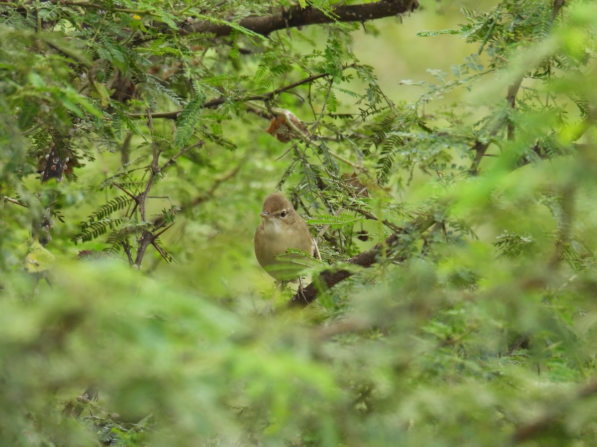 Blyth's Reed Warbler - ML646746560