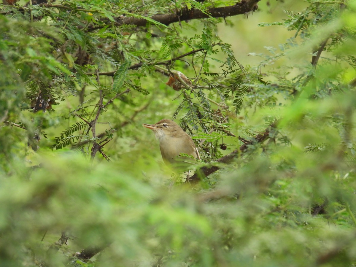 Blyth's Reed Warbler - ML646746561