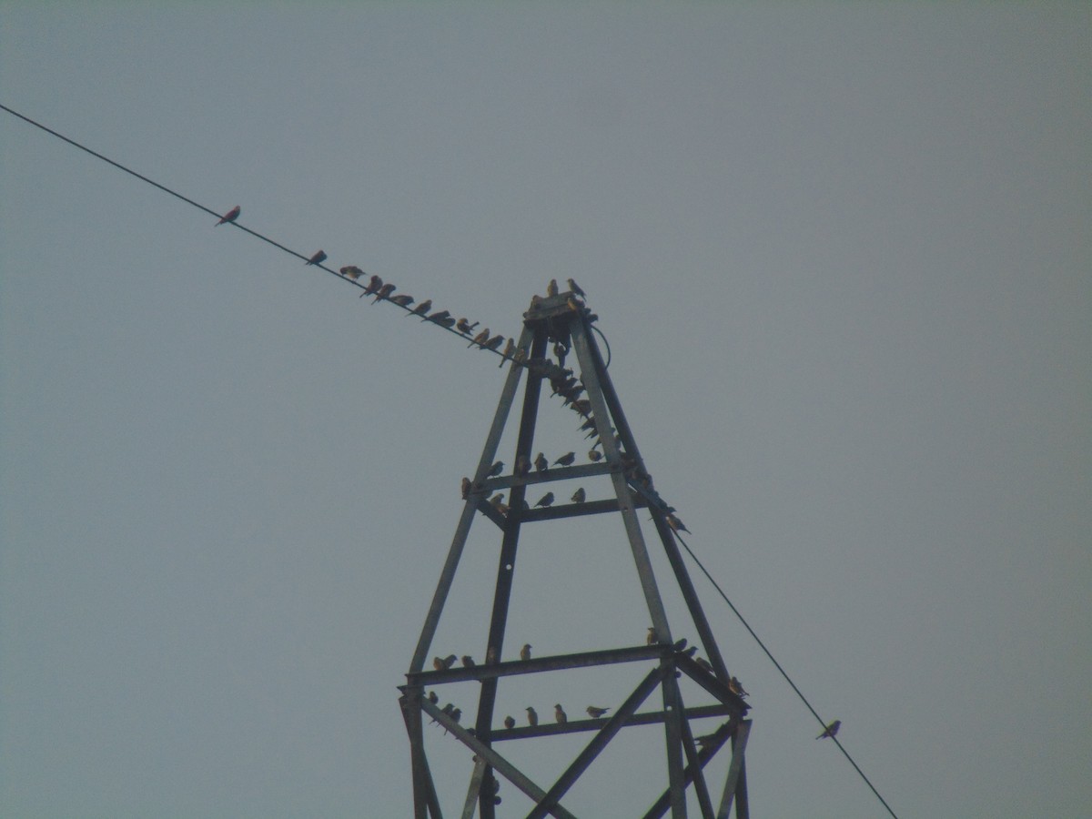 Sarı Boğazlı Serçe - ML646746564