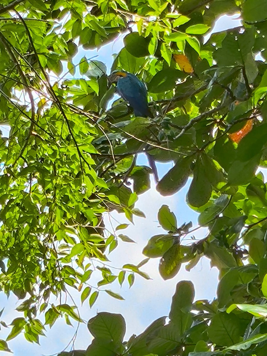 Blue-and-yellow Macaw - ML646746569