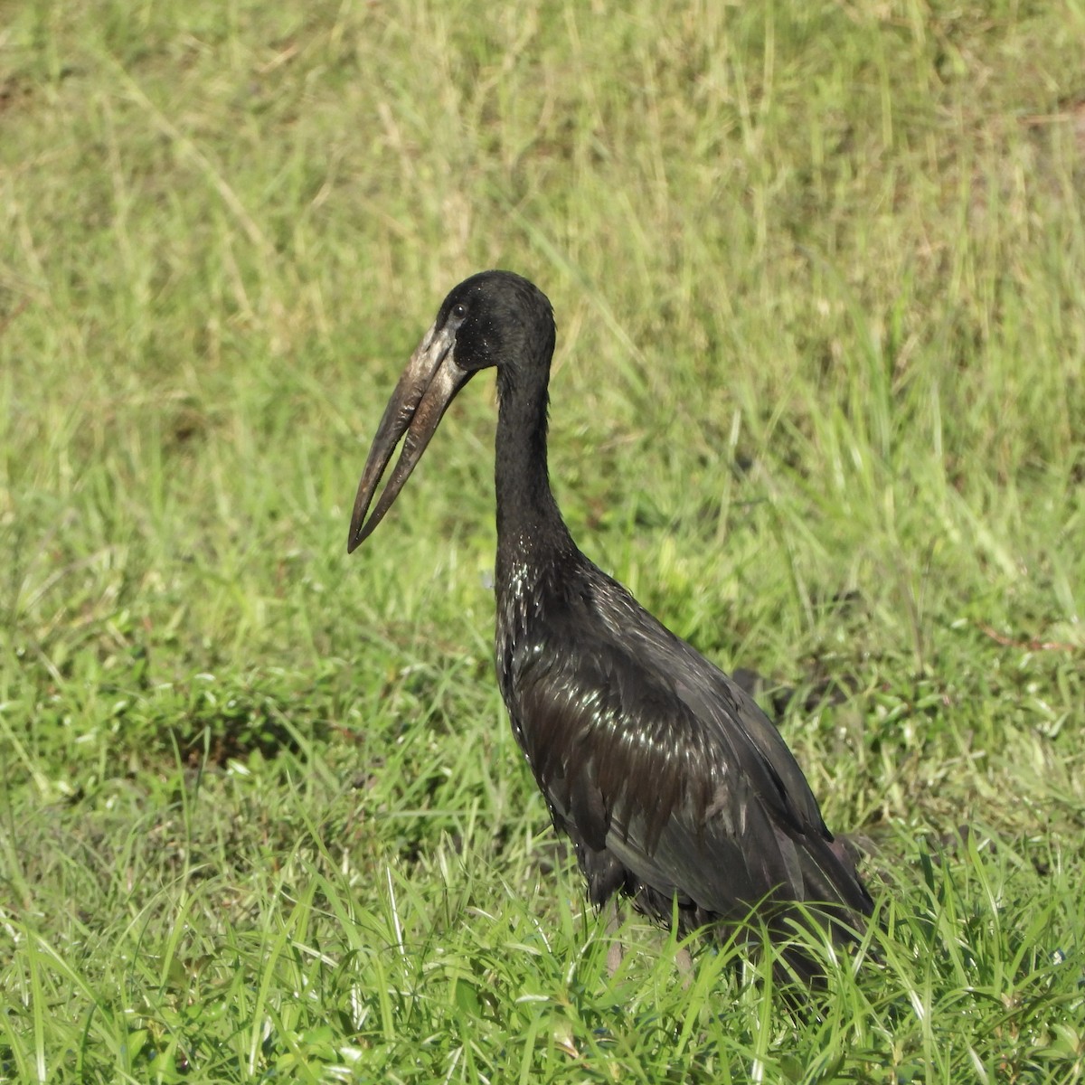 African Openbill - ML646746570
