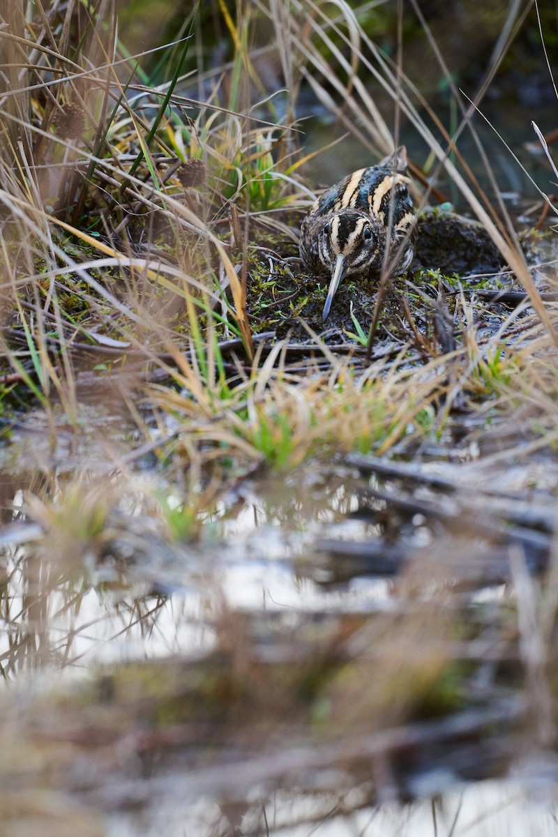 Jack Snipe - ML646746572