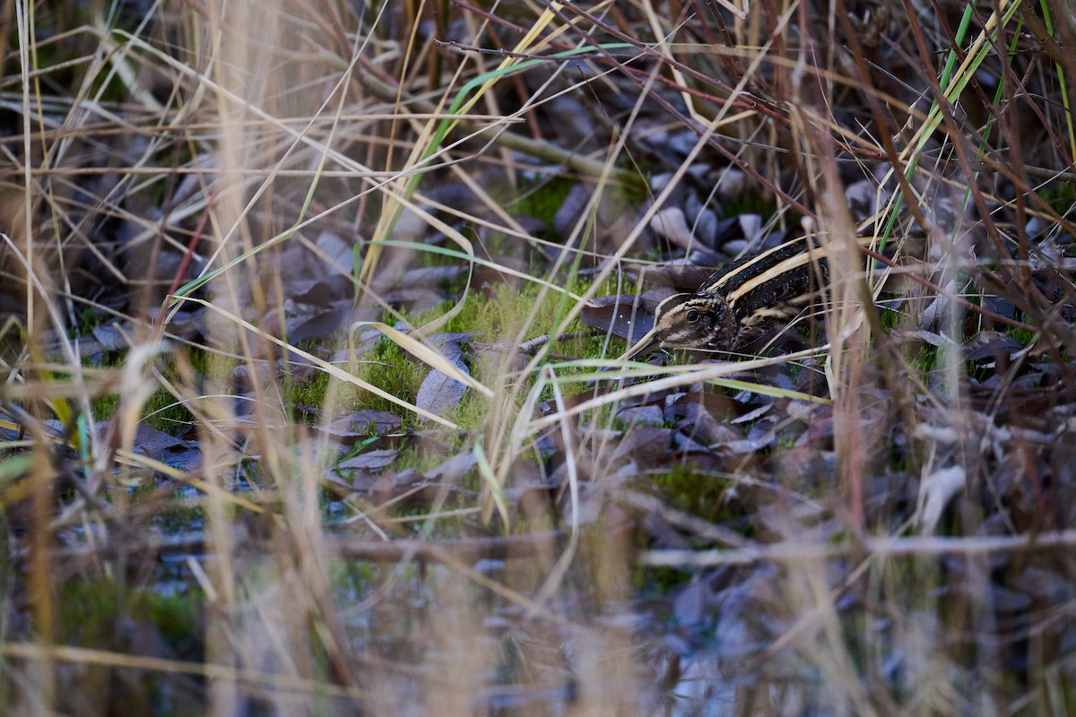 Jack Snipe - ML646746573