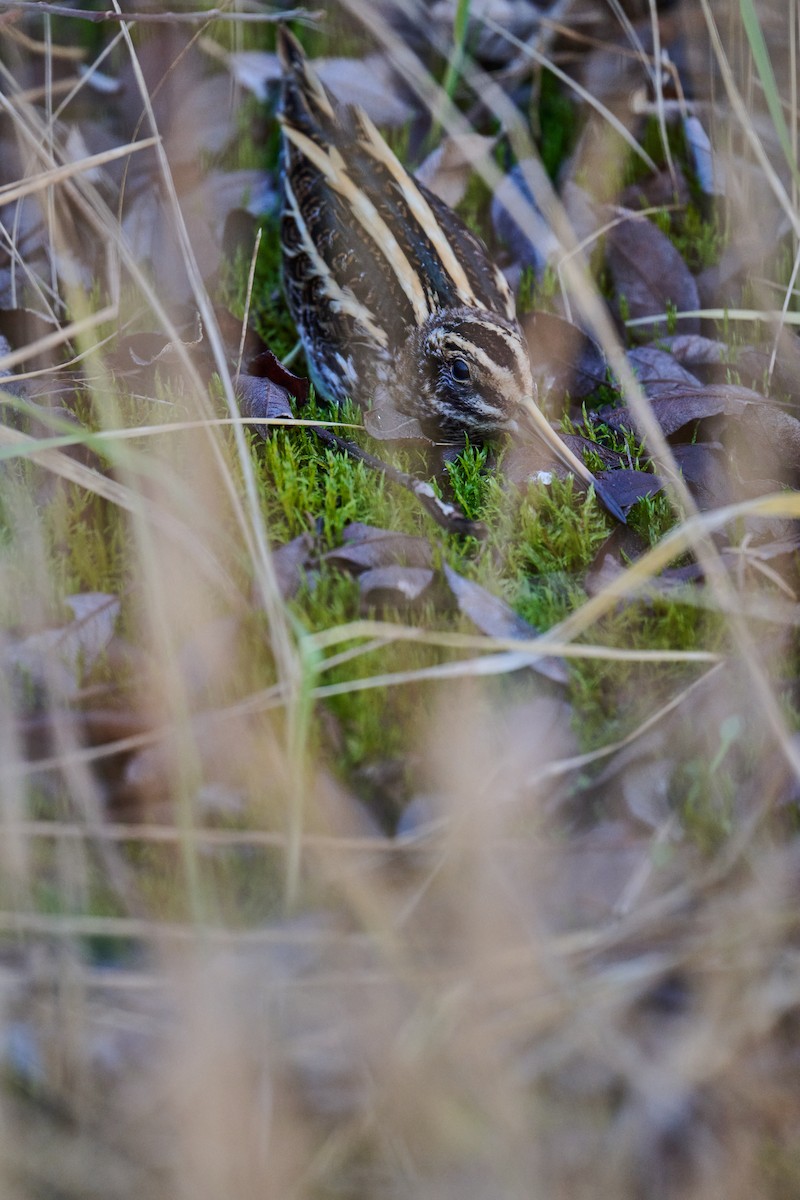 Jack Snipe - ML646746574