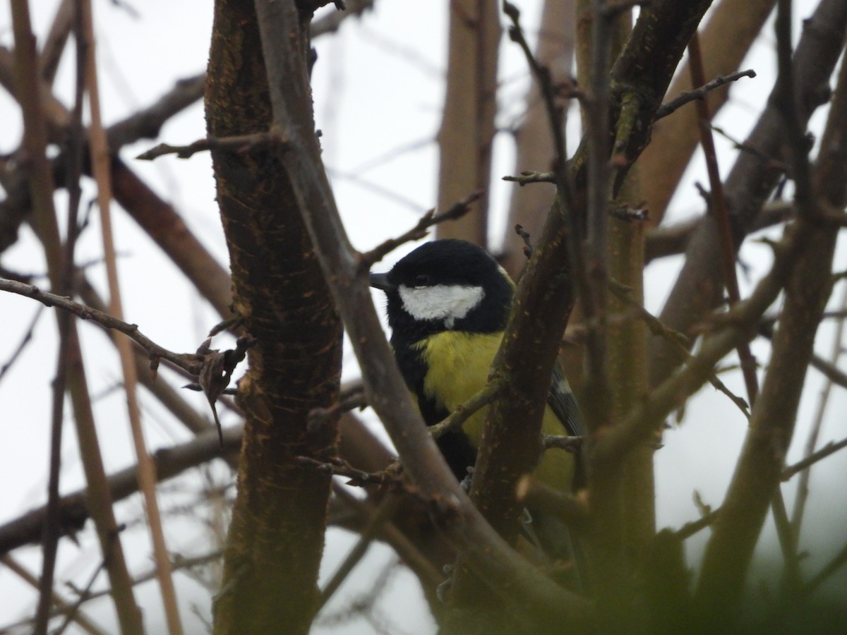 Cinciallegra - ML646746576