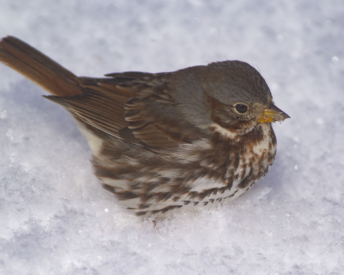 strnadec kaštanový - ML646746578