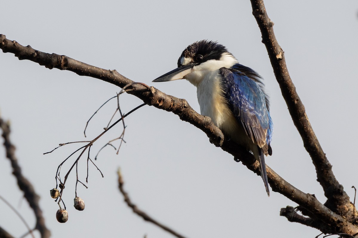 Forest Kingfisher - ML646746579