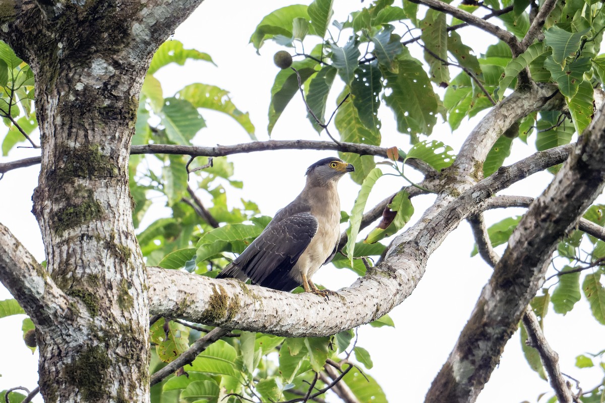 Nicobar Serpent-Eagle - ML646746580