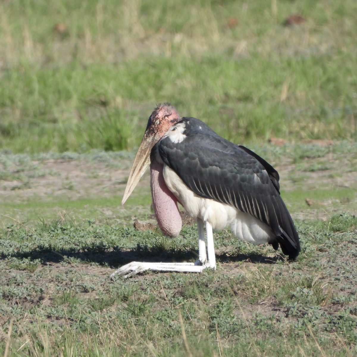 Marabou Stork - ML646746583