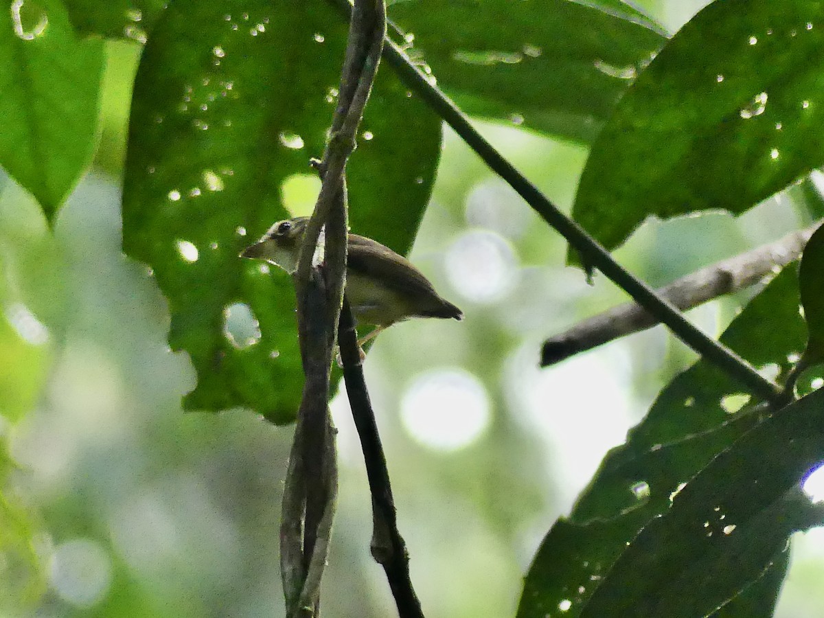 Лопатодзьоб північний - ML646746586