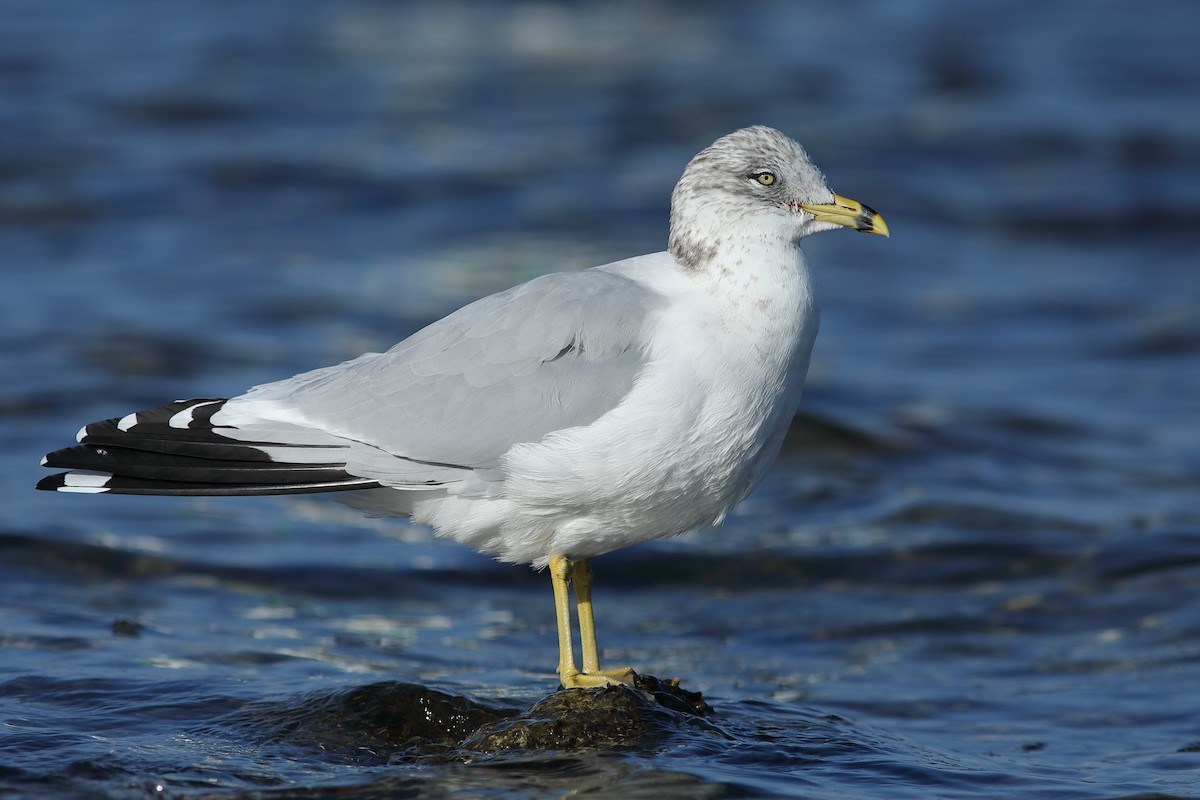 Ring-billed Gull - ML646746588