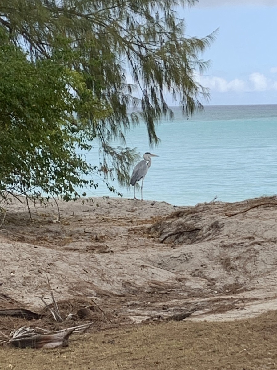 Gray Heron - ML646746589