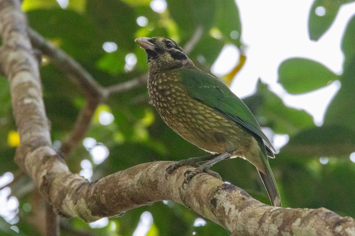Spotted Catbird - ML646746590