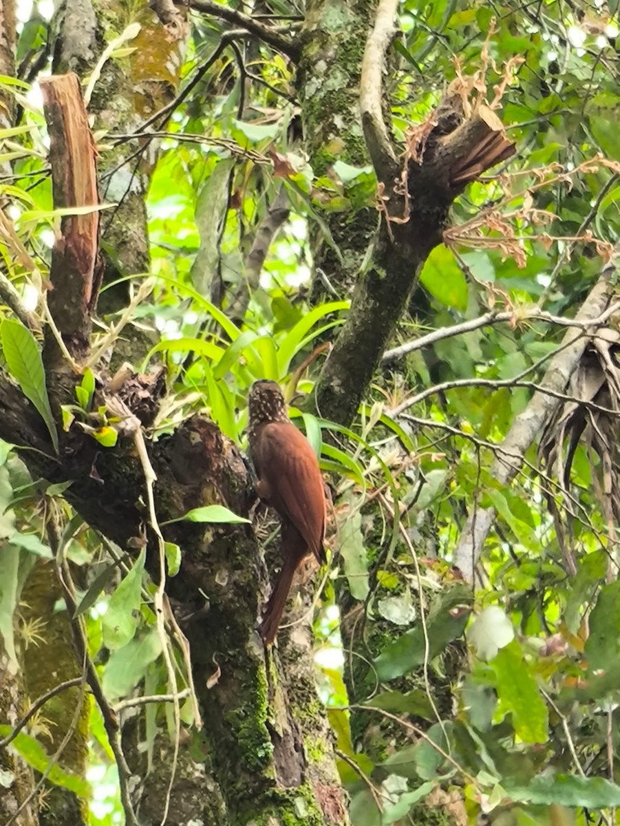woodcreeper sp. - ML646746594