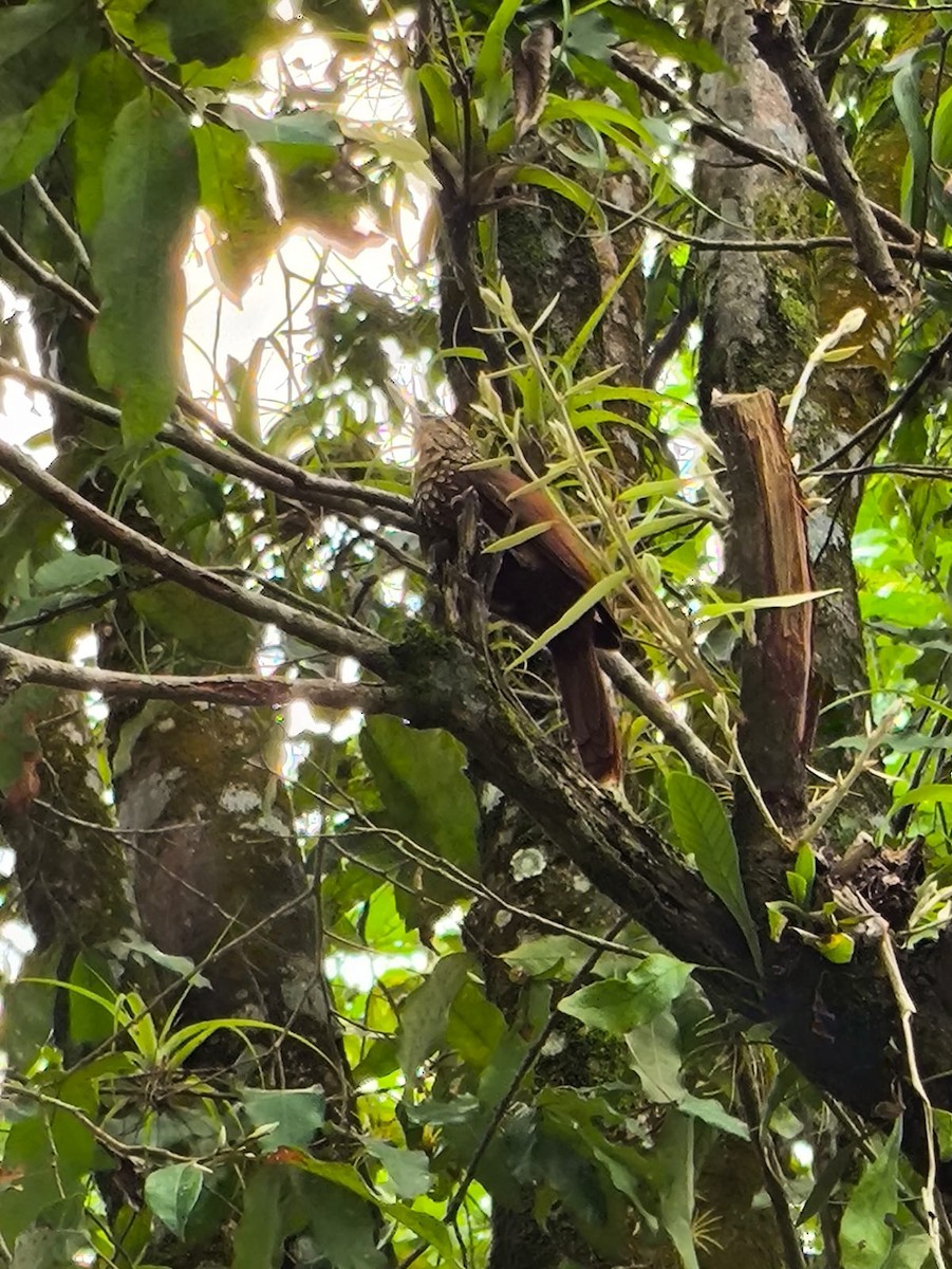 woodcreeper sp. - ML646746595