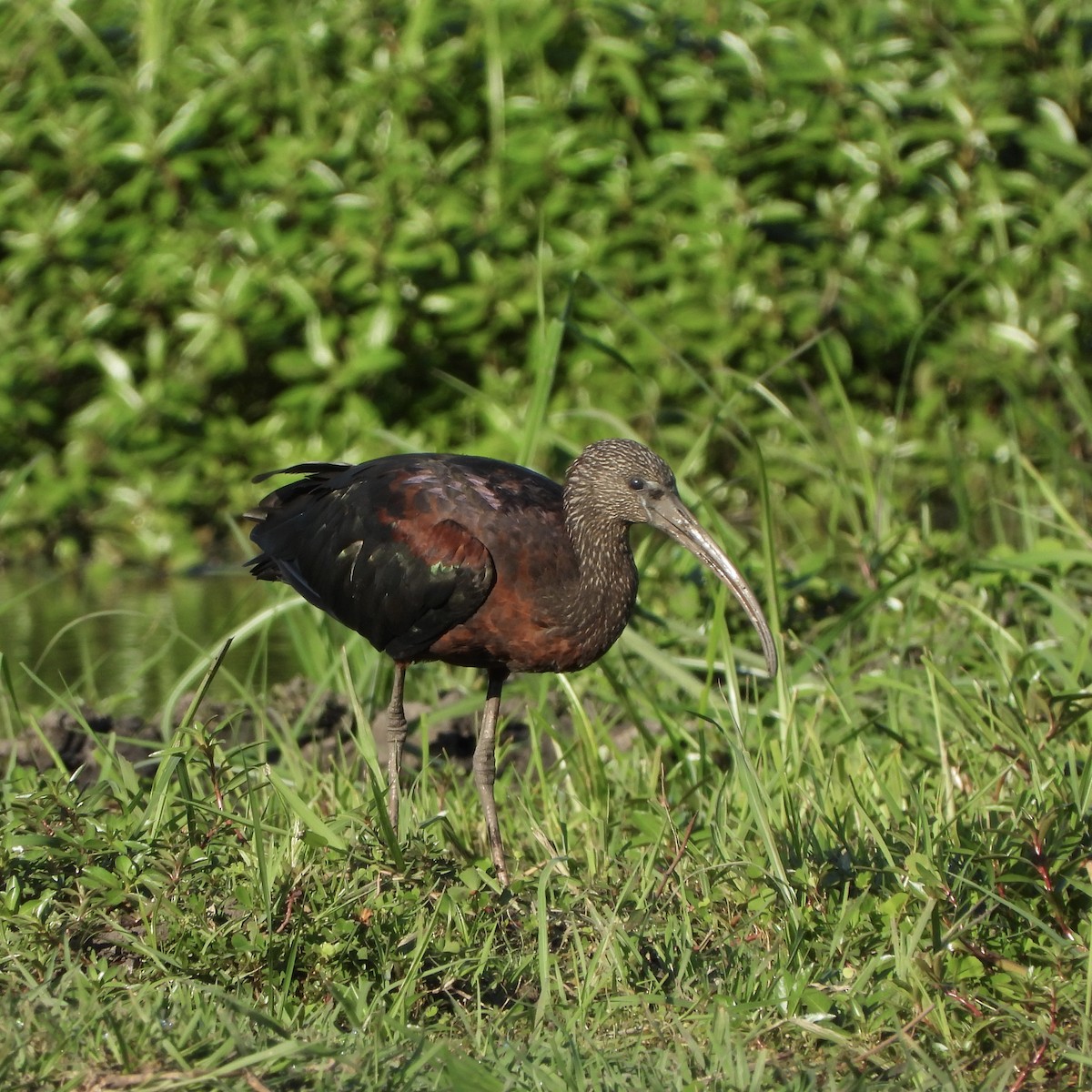 Glossy Ibis - ML646746598