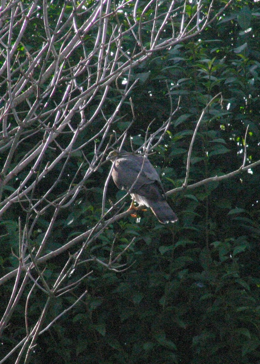 Eurasian Sparrowhawk - ML646746599
