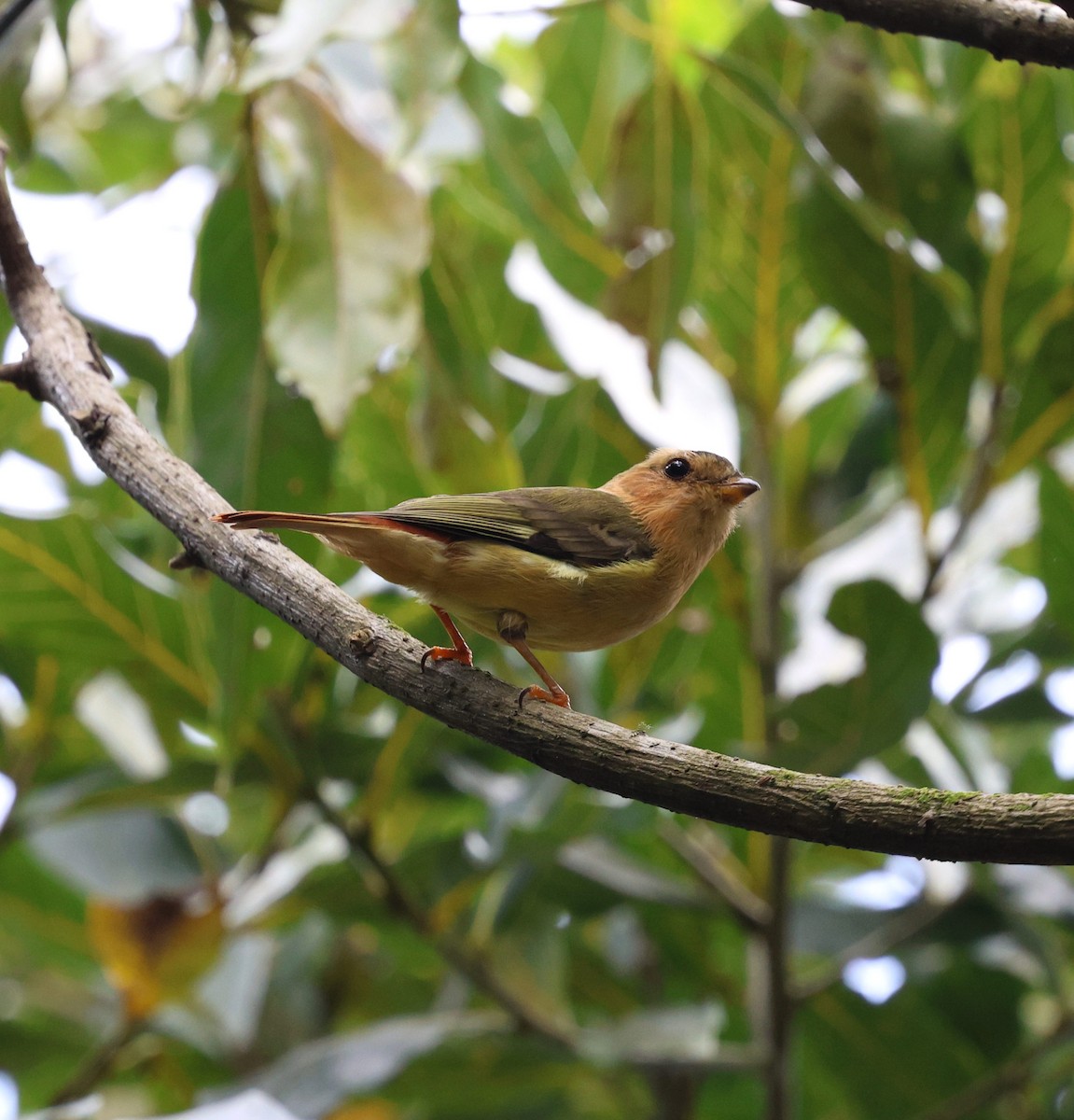 Black-capped Piprites - ML646746600