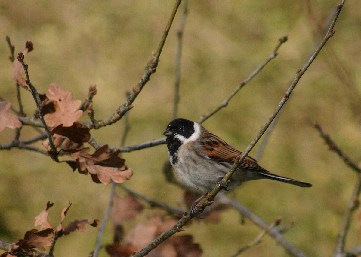 Reed Bunting - ML646746602