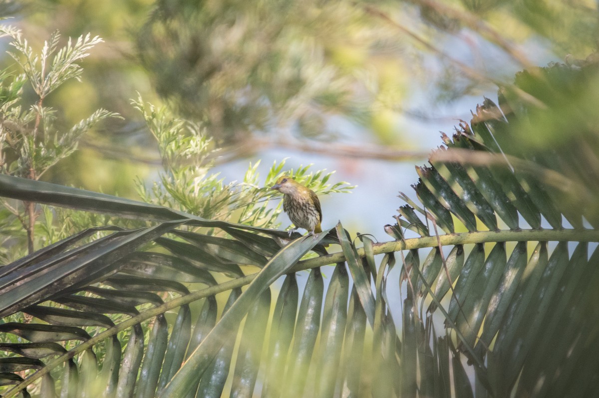 Indian Golden Oriole - ML646746603