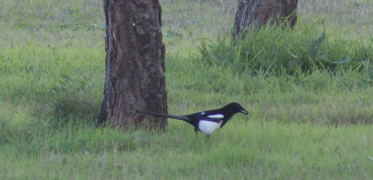 Eurasian Magpie - ML646746605