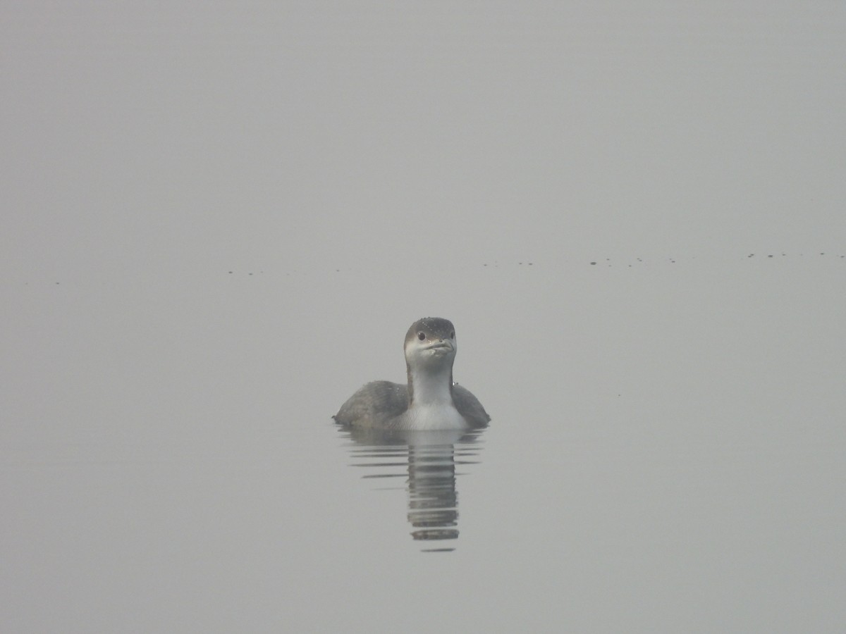 Strolaga mezzana - ML646746622