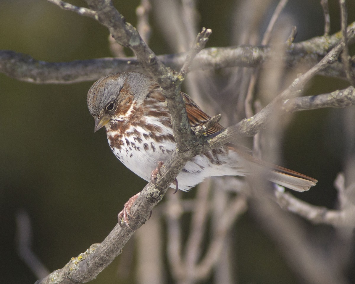 strnadec kaštanový - ML646746623