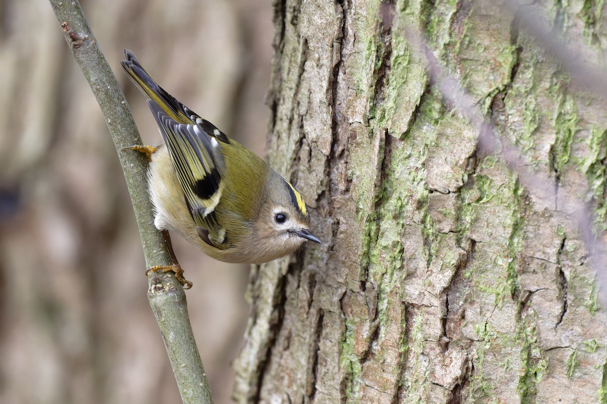Goldcrest - ML646746624
