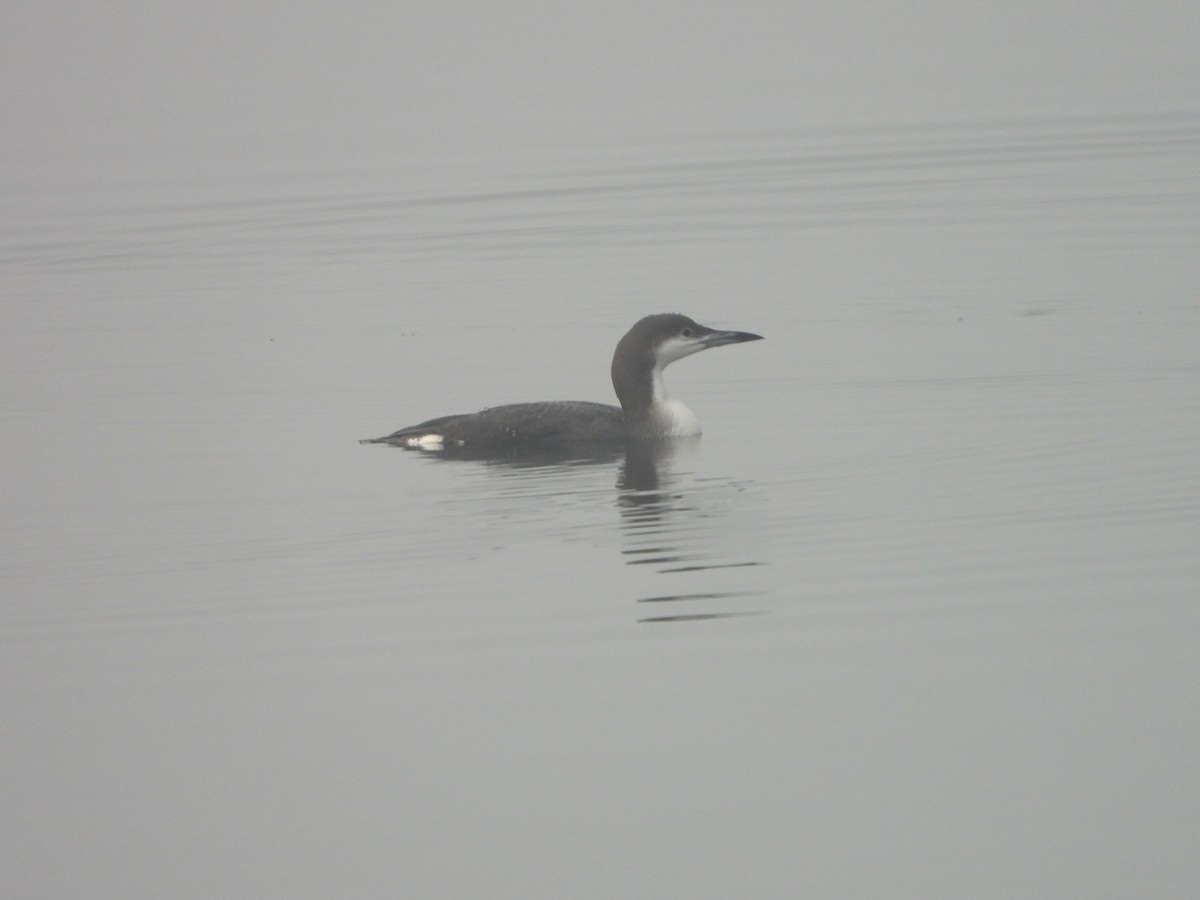 Strolaga mezzana - ML646746625