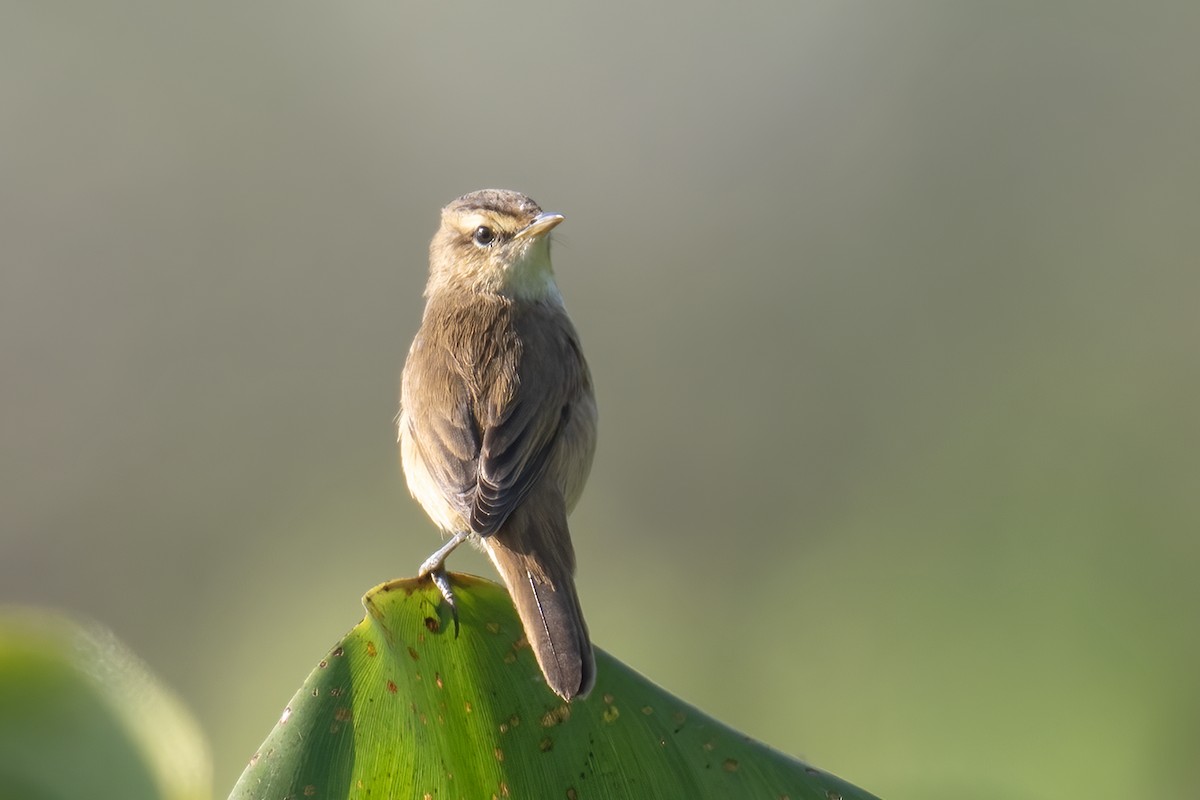 Black-browed Reed Warbler - ML646746626