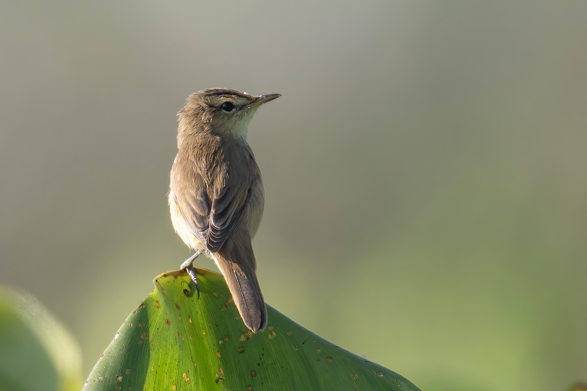 Black-browed Reed Warbler - ML646746627