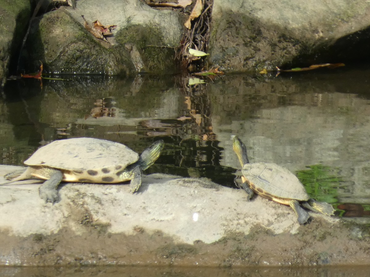 Common thread turtle - ML646746629