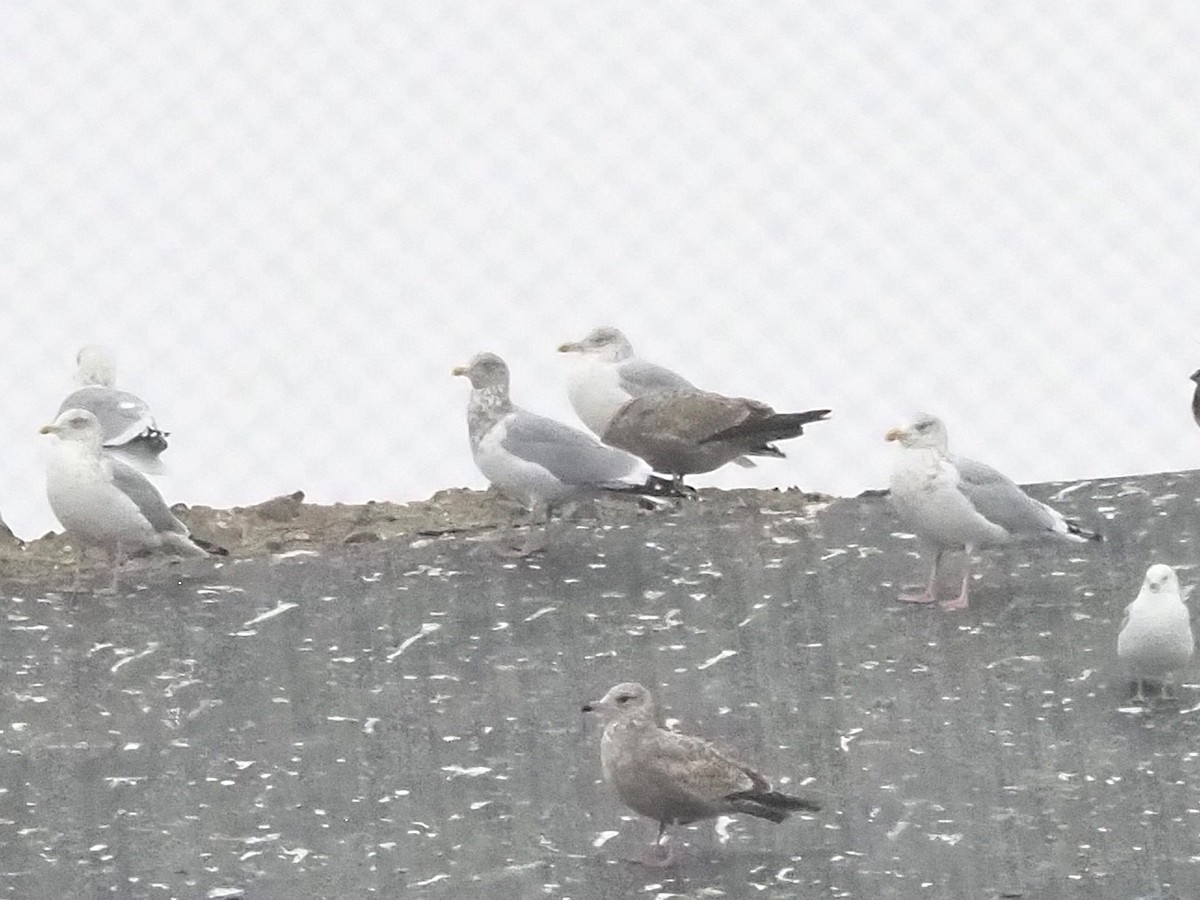 American Herring Gull - ML646746630