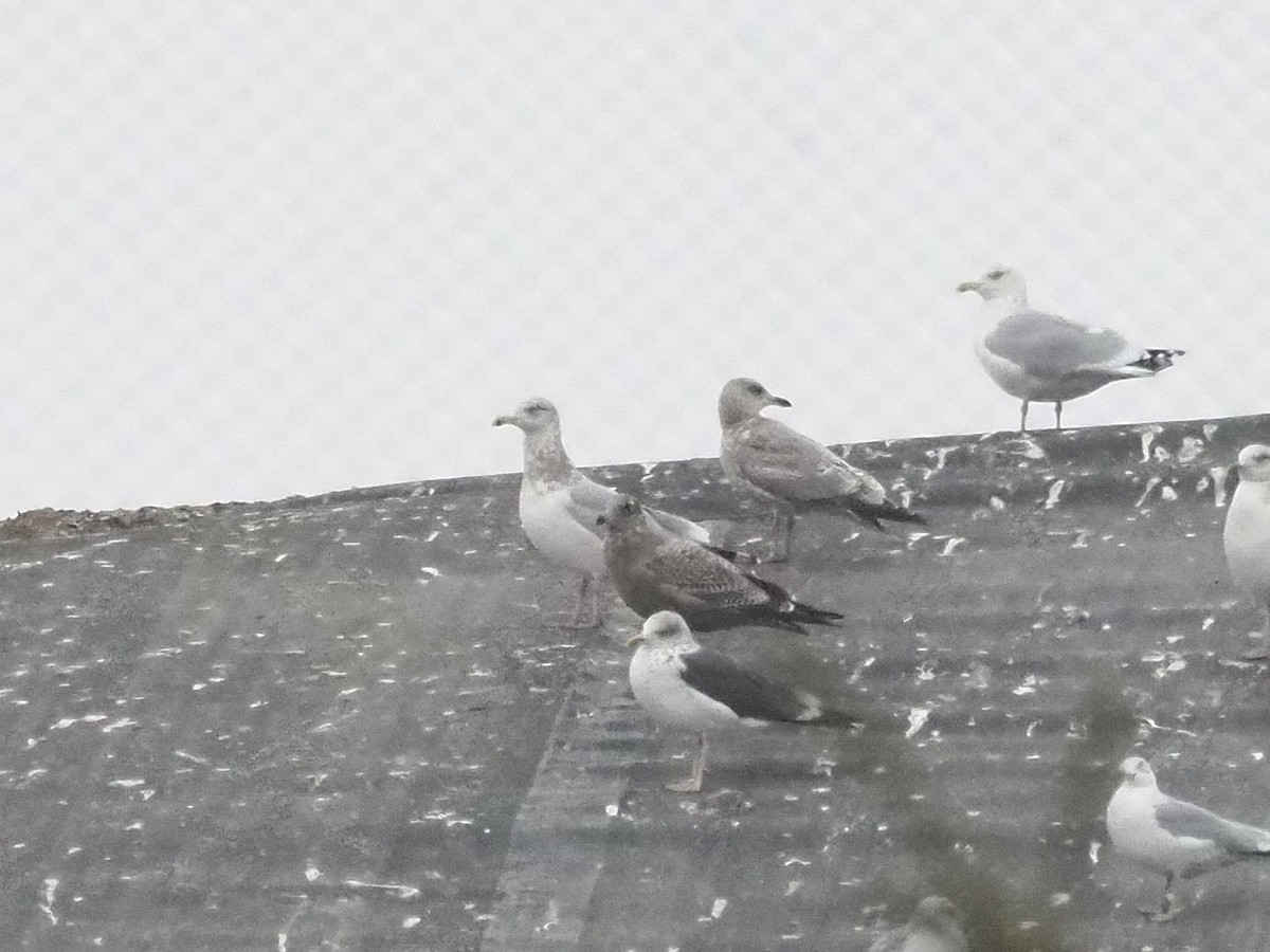 American Herring Gull - ML646746631