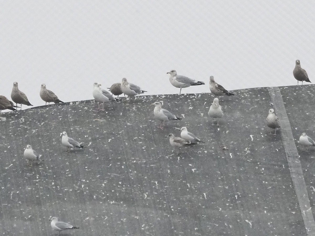 American Herring Gull - ML646746632