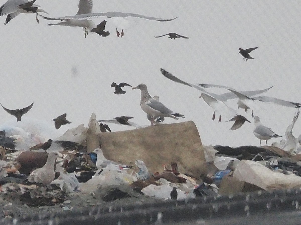 American Herring Gull - ML646746633