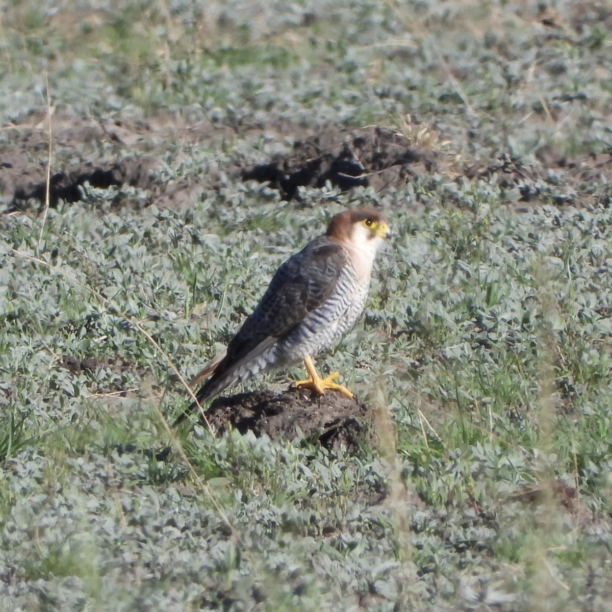 Red-necked Falcon - ML646746634
